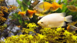 How to Clean a Fish Tank Filter Cartridge